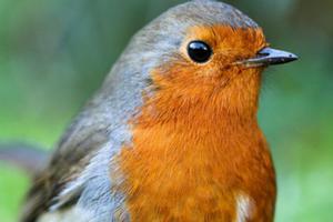 photo Jardin : Enfer ou Paradis pour les oiseaux ?