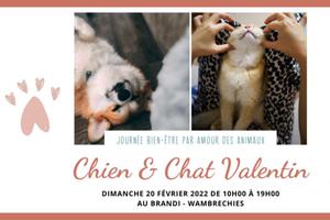 photo Chien & Chat Valentin