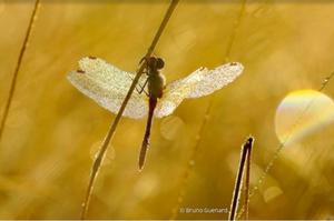 photo Ciné-débat : regards croisés sur la biodiversité