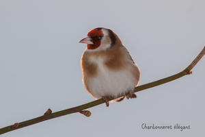 les oiseaux par le chant