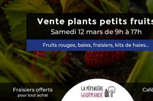 Vente de plants de petits fruits