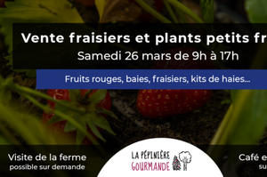 Vente de plants de fraisiers et de petits fruits