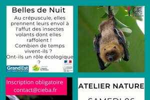 Belles de Nuit