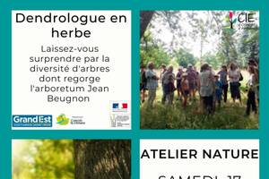 Dendrologue en herbe