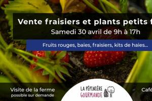 Vente de plants de fraisiers et petits fruits