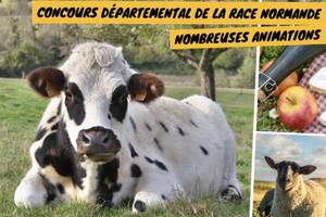 Foire agricole - Boeuf en fête