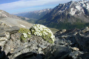 Plantes et milieux remarquables du col du Lautaret