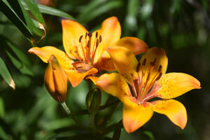 Les floralies alpines