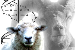 À la recherche des empreintes de la domestication dans l’ADN du mouton