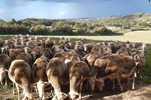 Randonnées pédestres à travers les vignes et le Layon