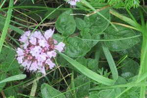 Les Plantes Nourricières