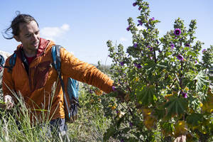 Sortie plantes du littoral