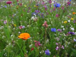 Repas de printemps