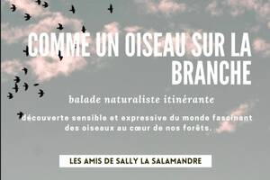 Balade naturaliste Comme un oiseau sur la branche