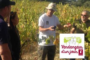 Vendangeur d'un Jour® au Domaine Mon Jardin de Vignes