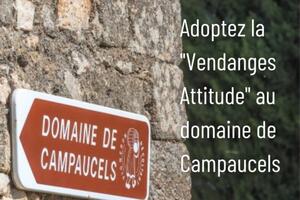 Vendangeur d'un Jour® au Domaine de Campaucels