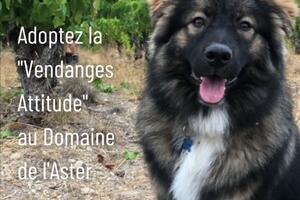 Vendangeur d'un Jour® au Domaine de l'Aster