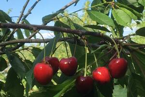 Exposition : « Autour de la cerise de Sauve »