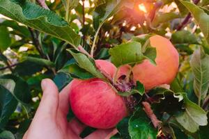 Cueillette de pommes bio à Toulouse