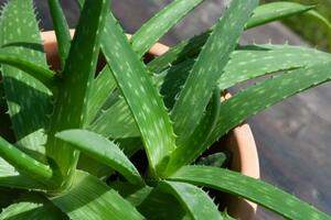 À la découverte des Vertus de l'Aloe Vera !!