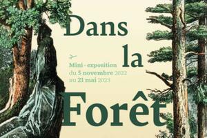 Dans la forêt