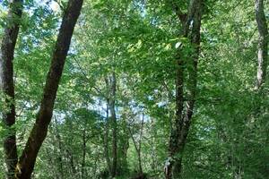 Bain de forêt et secrets des oiseaux