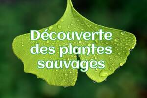 Découverte des plantes sauvages