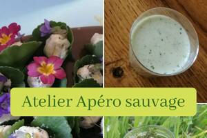 Atelier Apéro sauvage