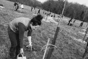 Chantier de plantation d'arbres chez un particulier à Monnaie