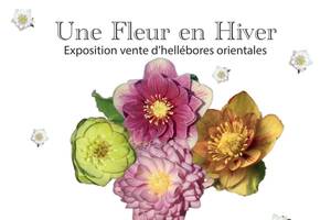 Une Fleur en Hiver