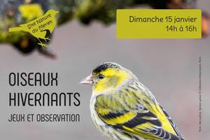 Animation Oiseaux hivernants