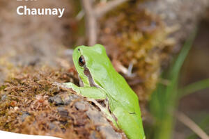 A la découverte des amphibiens du bocage