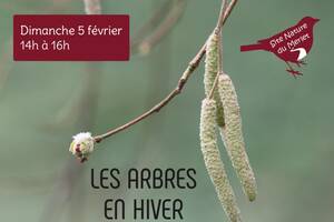 Les arbres en hiver