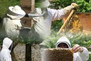Stage Apiculture 