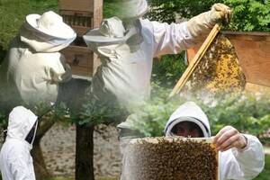 Stage découverte à l'apiculture