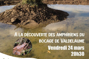 A la découverte des amphibiens du bocage de Valdelaume