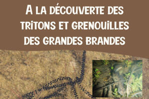 A la découverte des tritons et grenouilles des Grandes Brandes