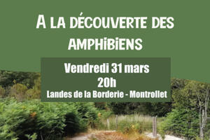 A la découverte des amphibiens