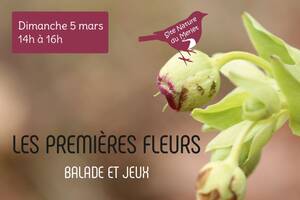 Premières fleurs