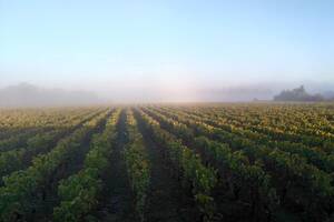 Parcours à énigmes dans les vignes