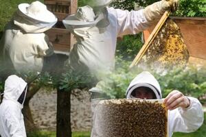 photo Stage Apiculture Naturelle