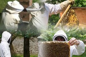 Stage Apiculture Naturelle