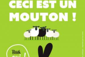 Ceci est un mouton...Bêêêh oui!