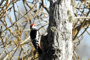 Les oiseaux forestiers & ligériens