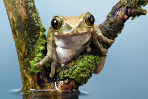 Balade nocturne à Decazeville : venez découvrir, écouter et observer les amphibiens !