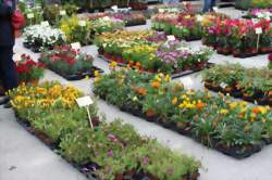 Marché aux fleurs