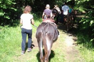 Randonnée guidée avec des ânes