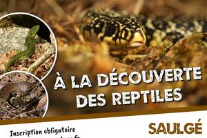 À la découverte des Reptiles