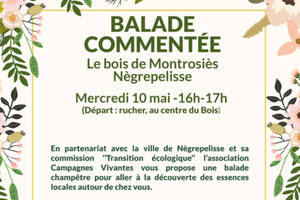 Balade commentée au bois de Montrosiès