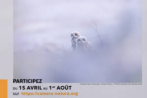 concours Photo d'oiseau de l'année 2023